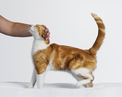 Renting has robbed me of precious cat years. So I’ve turned to pet-sitting to fill the void