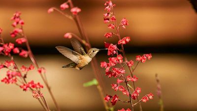 Ground covers to attract hummingbirds – switch out boring bare soil for these 5 wildlife magnets