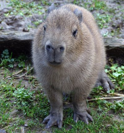 RSPCA warn cafés are no place for capybaras as UK-first establishment set to open
