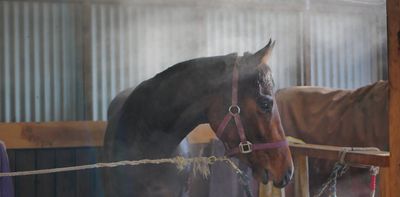 Why racehorses might hold the key to saving human lives