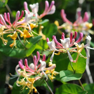 How to grow honeysuckle for stunning, fragrant blooms – they're a must for a fence or trellis
