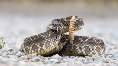 Hiker dies after being bitten by rattlesnake he picked up in Tennessee state park