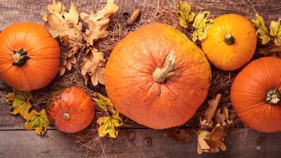 Get bigger and better pumpkins by planting them with these 7 companion crops