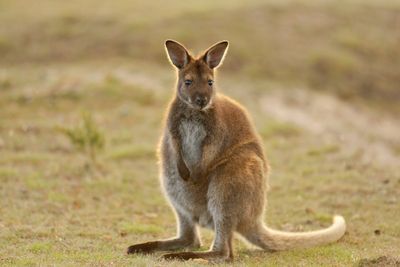 Sightings of mystery wallaby on the loose on Norfolk-Suffolk border