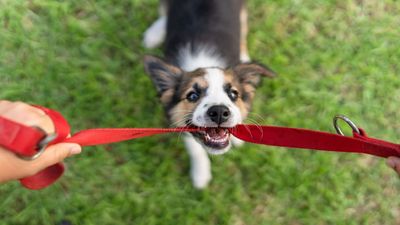 New puppy shopping list: 10 essentials every dog owners need
