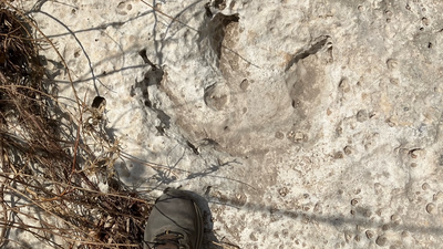115 million-year-old dinosaur tracks unearthed in Texas after devastating floods