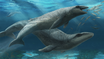 Ancient predatory whale with big eyes and razor-sharp teeth was 'deceptively cute'