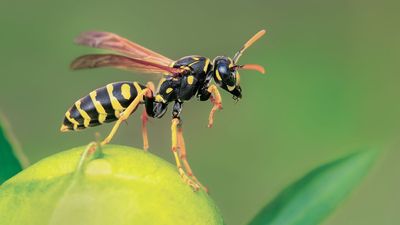 This DIY wasp trap costs nothing and actually works — here's how to make one