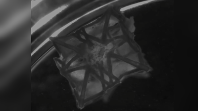 Scientists 3D print a patch that can be embedded into heart tissue — provides alternative to animal-based tissues