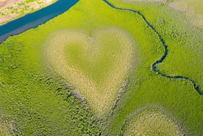 The heart-shaped mangrove formation fading due to rising seas