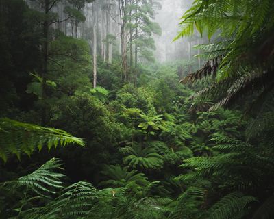 In the Green Heart by Richard Lloyd Parry review – neocolonial jungle fever