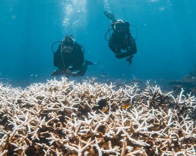 How a marine heatwave is threatening Australia’s spectacular coral reefs
