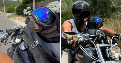 This Dog Rides A Harley With His Owner And Is Winning The Internet