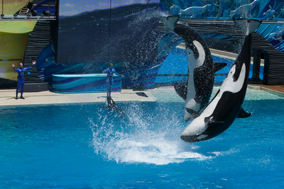 Jessica Radcliffe Orca Attack Video Confirmed Fake: Here Are Other Hoax Deaths Which Went Viral Online