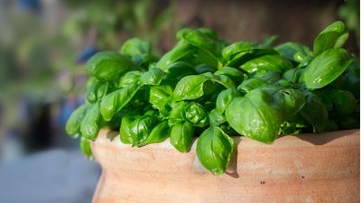 If you struggle to keep your basil plant alive, try these 3 expert-approved methods to extend its life – it'll double in size in a matter of weeks
