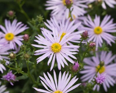 Think you don’t like asters in the garden? It might be time to change your mind