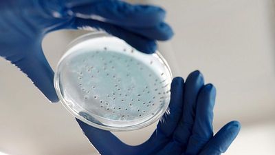 MIT scientists use AI to develop new antibiotics for stubborn gonorrhoea and MRSA