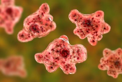 Rare ‘brain-eating amoeba’ detected in drinking water supplies in Australia