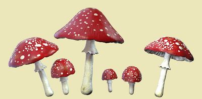 The growing fad of ‘microdosing’ mushrooms is leading to an uptick in poison control center calls and emergency room visits
