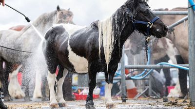 Mom defends giving 13-year-old’s pony to Aalborg Zoo as food for big predators