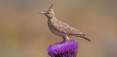 Iran’s nature is under threat – here’s how better environmental stewardship can save it