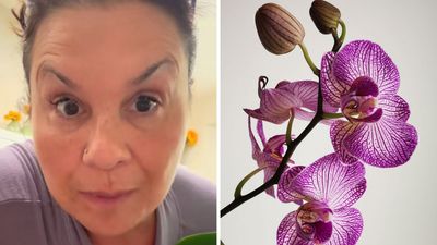 ‘I wish I knew that before all mine died’: Woman reveals the real reason your orchid dies after buying it from the store—and it has nothing to do with you