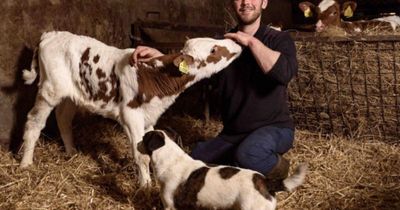 Scottish farm fumes as council gives school milk contract to German dairy giant