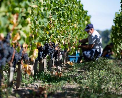 The Guardian view on France’s wine crisis: the answer to claret could be clairet
