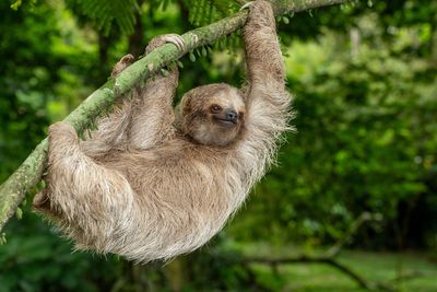 Deadly ‘sloth virus’ detected in UK for first time as health watchdog issues urgent warning