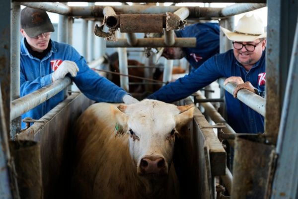The US plans to build a $750M fly factory in Texas to stop a flesh-eating cattle parasite