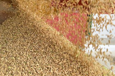 Vietnamese Rice Grower Helps Tackle Cuba's Food Shortage