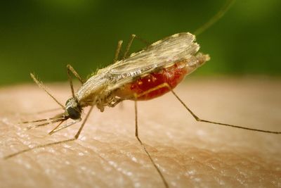 Health warning issued as new virus detected in UK for the first time