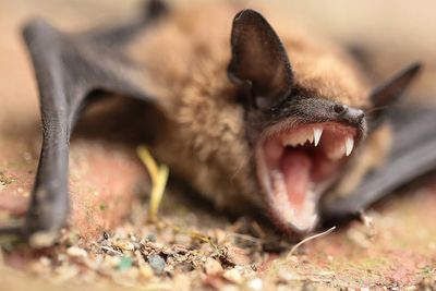 Bid to track tourists amid fears hundreds could have been exposed to rabies at bat-infested cabins