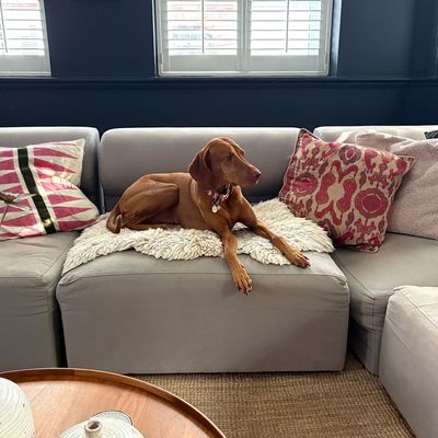 Should you let your dog on the sofa? Help us settle the debate
