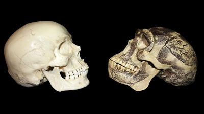 'It makes no sense to say there was only one origin of Homo sapiens': How the evolutionary record of Asia is complicating what we know about our species