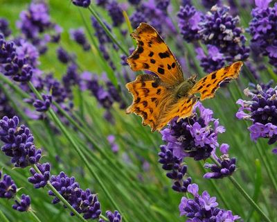 Country diary: So many butterflies, it reminds me of summers past