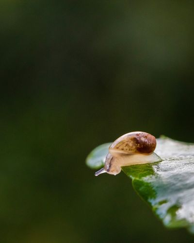 This snail is fast (at re-growing its eyes). Your tech and science digest