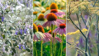 Best drought-tolerant plants: 8 flowering beauties with minimal watering needs