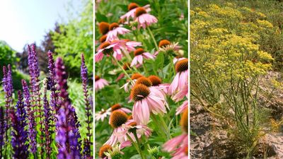 Best drought-tolerant plants: 11 flowering beauties to cope in the heat, with minimal watering needs