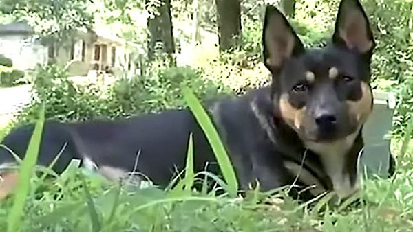 Alabama family dog keeps bringing home human remains – mysteriusly, they are all from the same victim