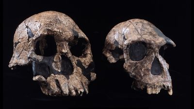 What was the first human species?