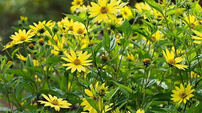 How to propagate perennial sunflowers – experts share tips for dividing plants and sowing seeds