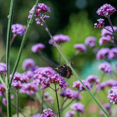 How to prune verbena – the best time to cut your plant back for loads of flowers next year