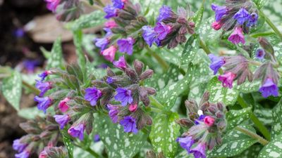 It might need a tad more effort, but growing lungwort in pots is well worth it – we reveal 5 crucial factors to get right for thriving plants
