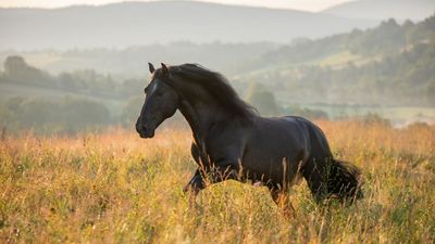 10 interesting horse facts you definitely don’t know