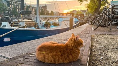 Amsterdam invests €100,000 in steps to help trapped cats climb out of the city’s canals