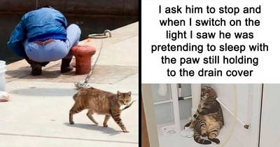 50 Times Cats Committed The Most Annoying Crimes But People Just Couldn’t Be Mad At Them (New Pics)