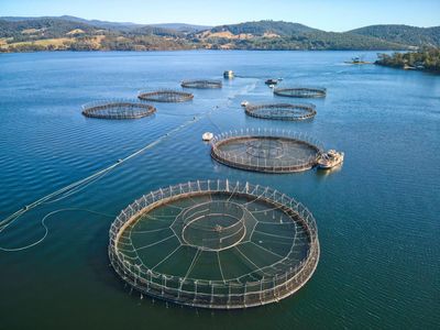 Tasmanian salmon farming expansion on hold as state Liberals order review ahead of parliament showdown