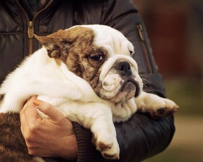 Puppy fat implants: are our pets next in line for weight-loss drugs?