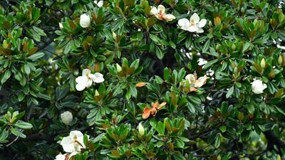 How to take evergreen magnolia cuttings – late summer is the best time to take semi-ripe cuttings and grow more magnolia trees for free